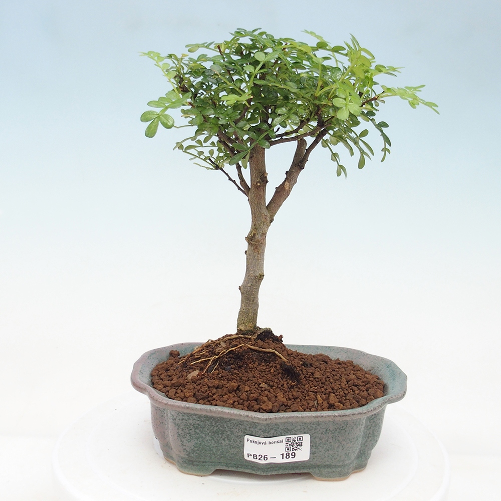 Camera bonsai - Zantoxylum piperitum - albero del pepe