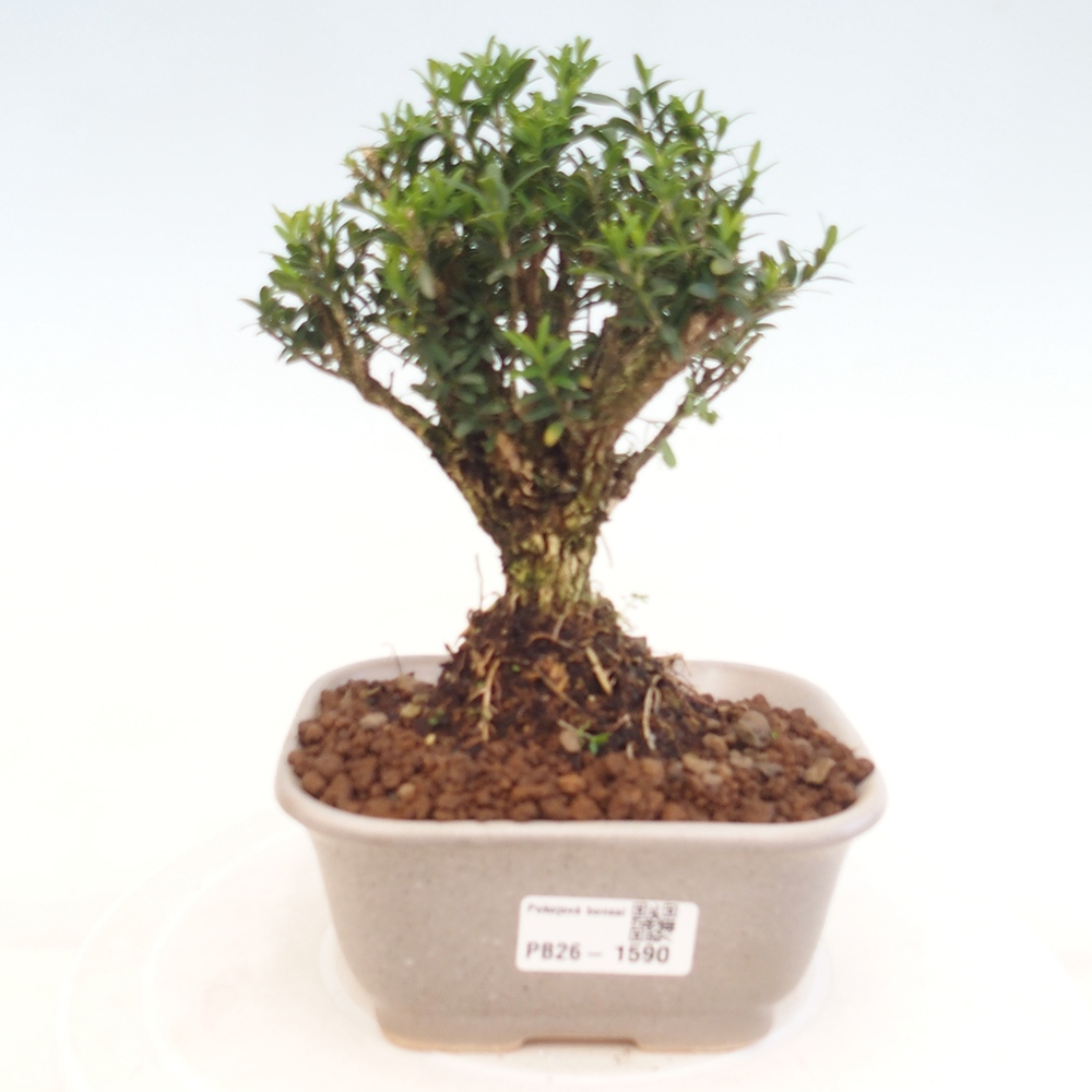 Camera bonsai - Buxus harlandii - buxus da sughero