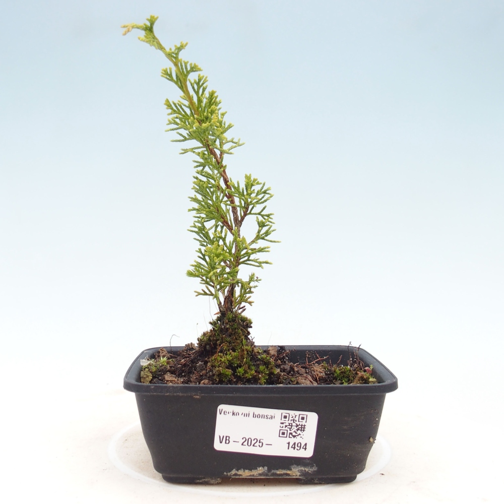 Bonsai da esterno - Juniperus chinensis Itoigawa
