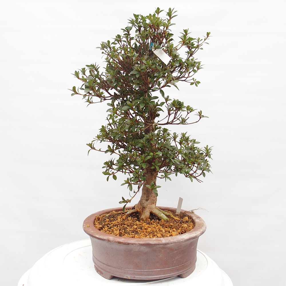 Bonsai da esterno - Azalea giapponese - Azalea Hanatsuzuri