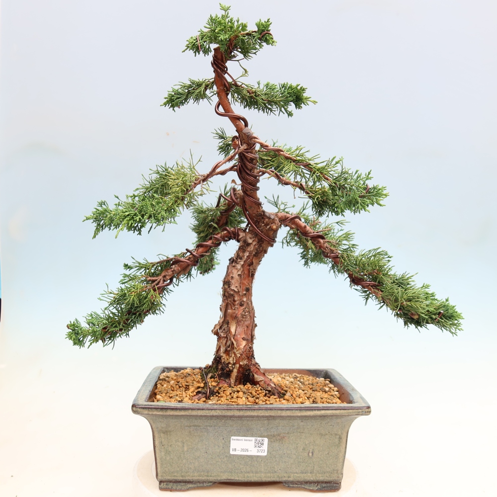 Bonsai da esterno - Juniperus chinensis Kishu