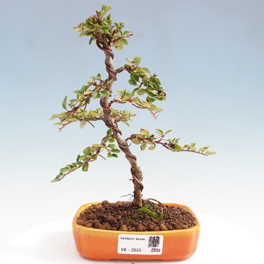 Bonsai da esterno - Cotoneaster horizontalis - Rocky Mountain