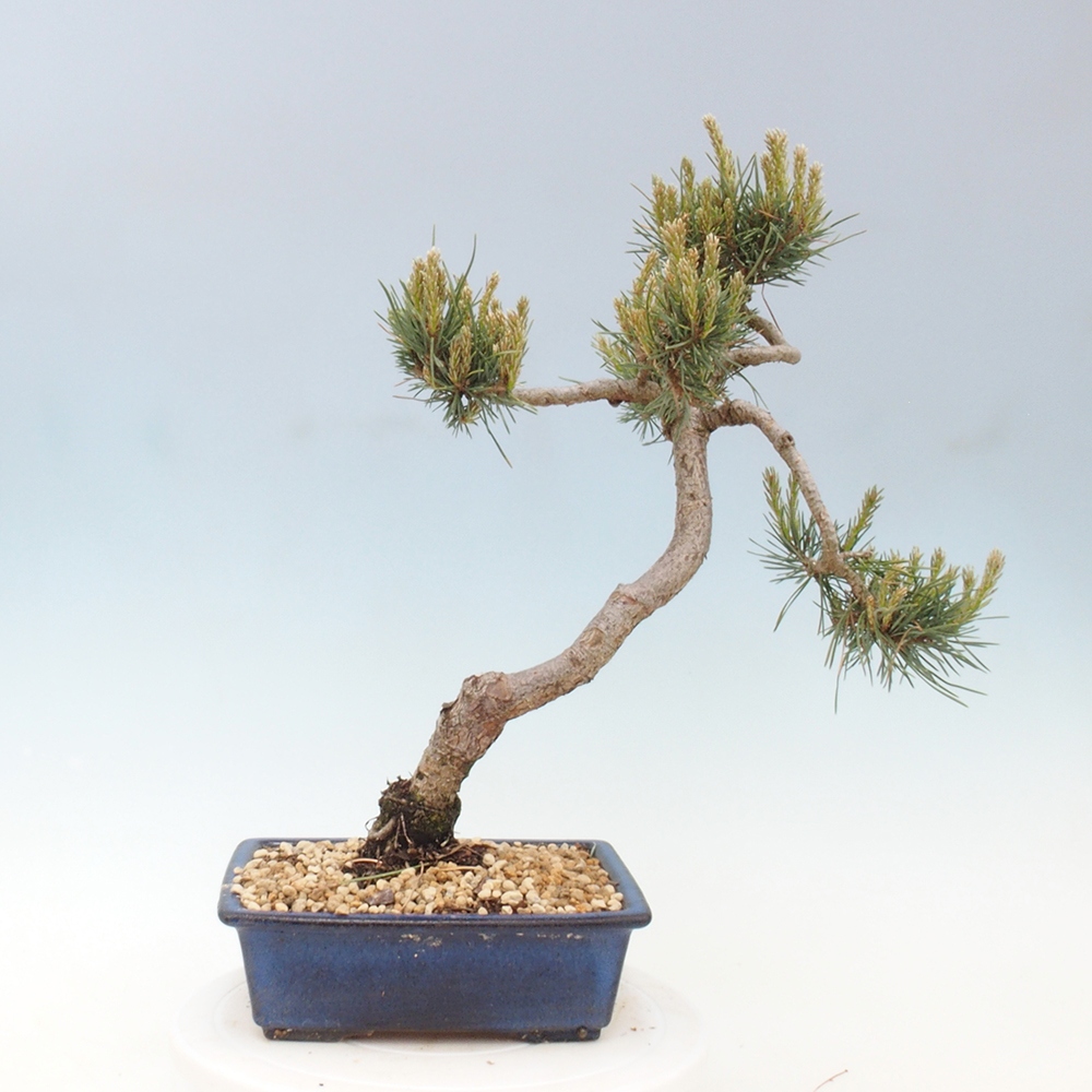 Bonsai da esterno - Pinus Sylvestris Watererri - Pino silvestre