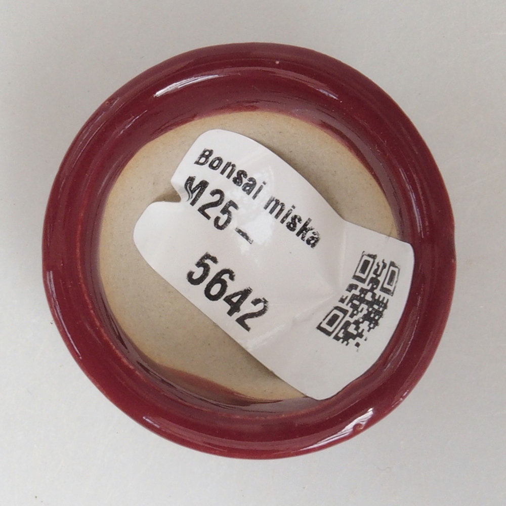 Ciotola per mini bonsai 4 x 4 x 2 cm, bordeaux