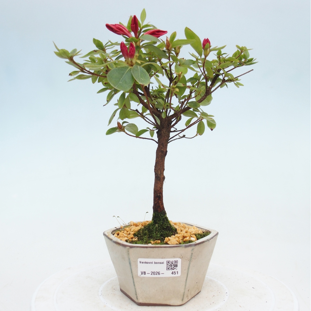 Bonsai da esterno - Azalea giapponese - Azalea sp.
