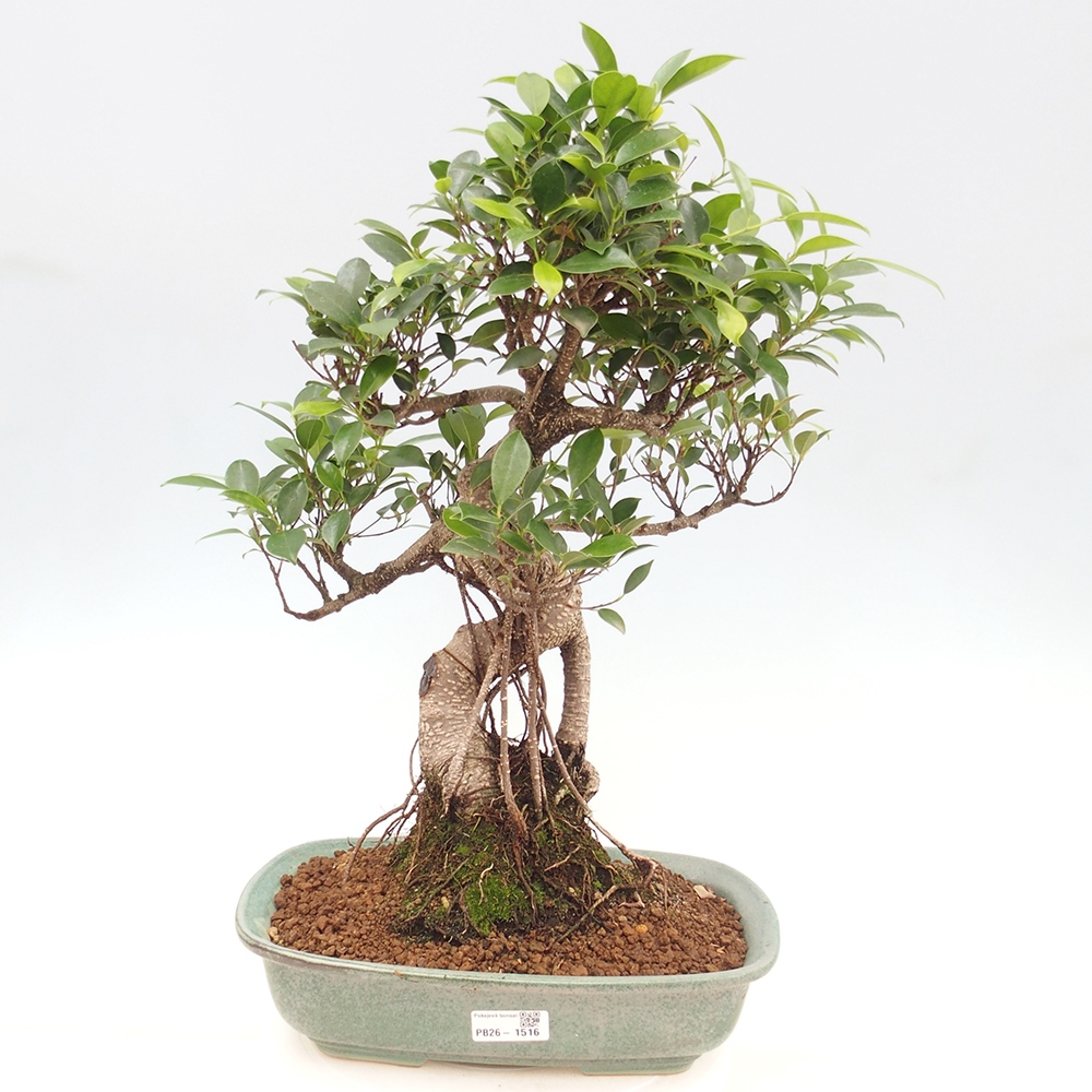Camera bonsai - Ficus kimmen - ficus a foglie piccole