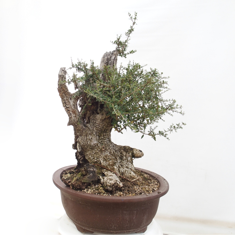 Bonsai da interno - Olea europaea sylvestris