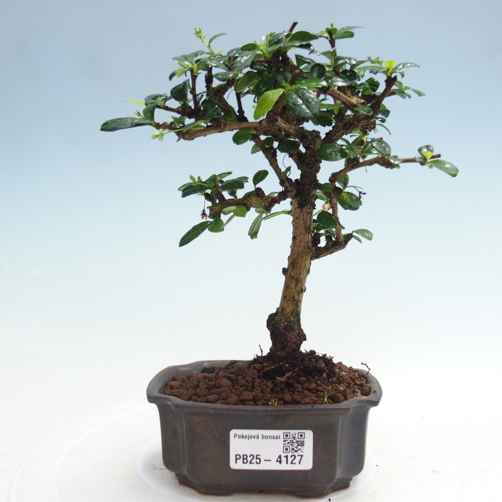 Camera bonsai - Carmona macrophylla - Tea fuki