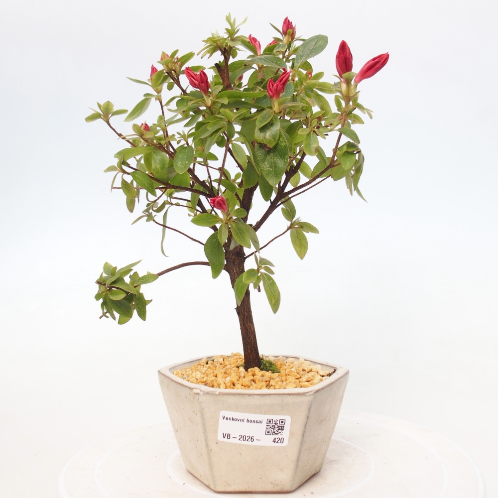 Bonsai da esterno - Azalea giapponese - Azalea sp.
