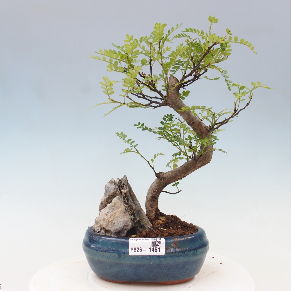 Camera bonsai - Zantoxylum piperitum - albero del pepe