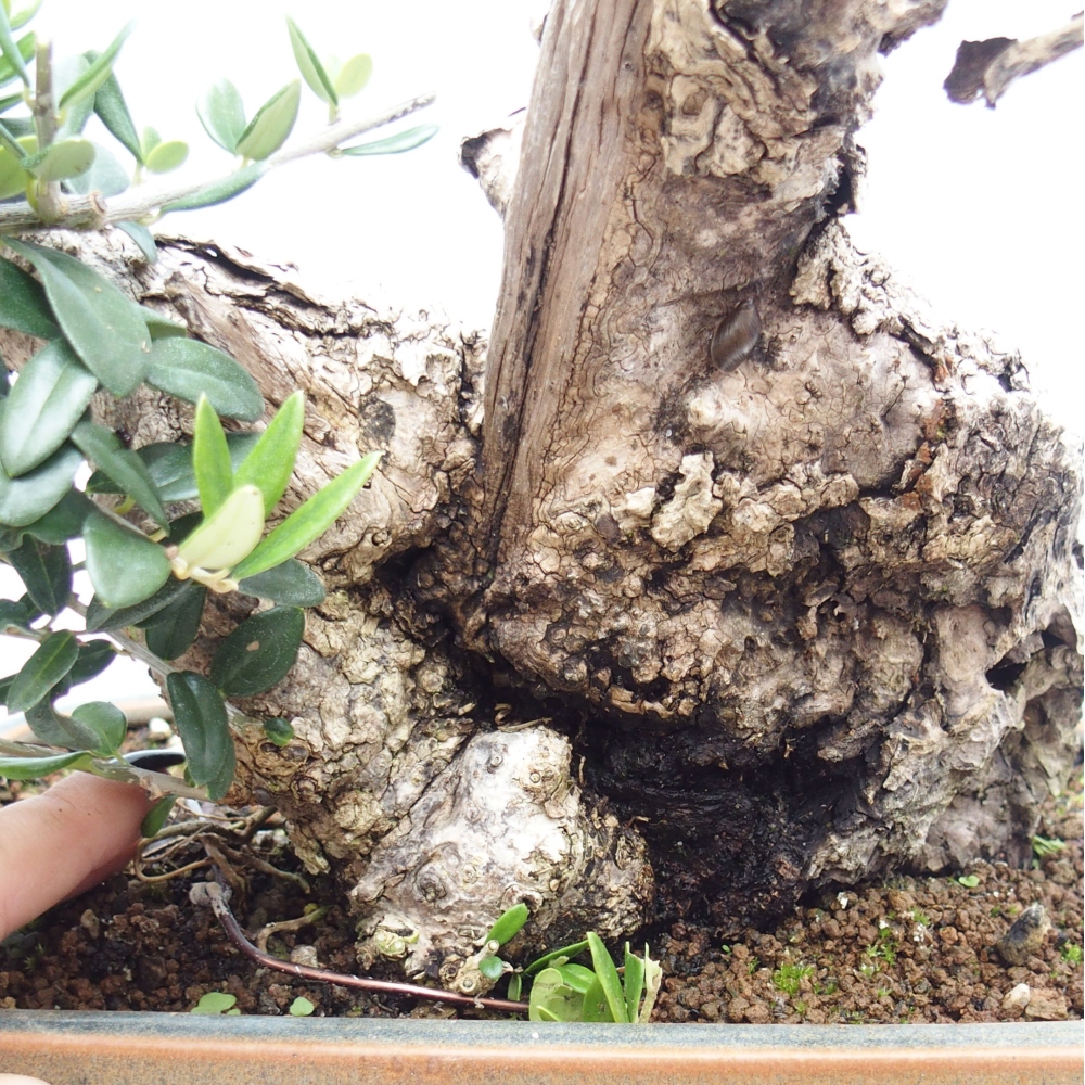 Bonsai da interno - Olea europaea sylvestris