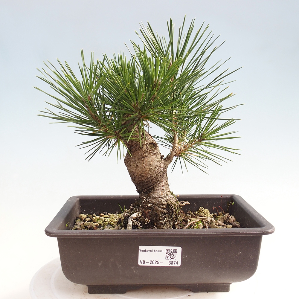 Bonsai da esterno - Pinus thunbergii - Pino di Thunberg