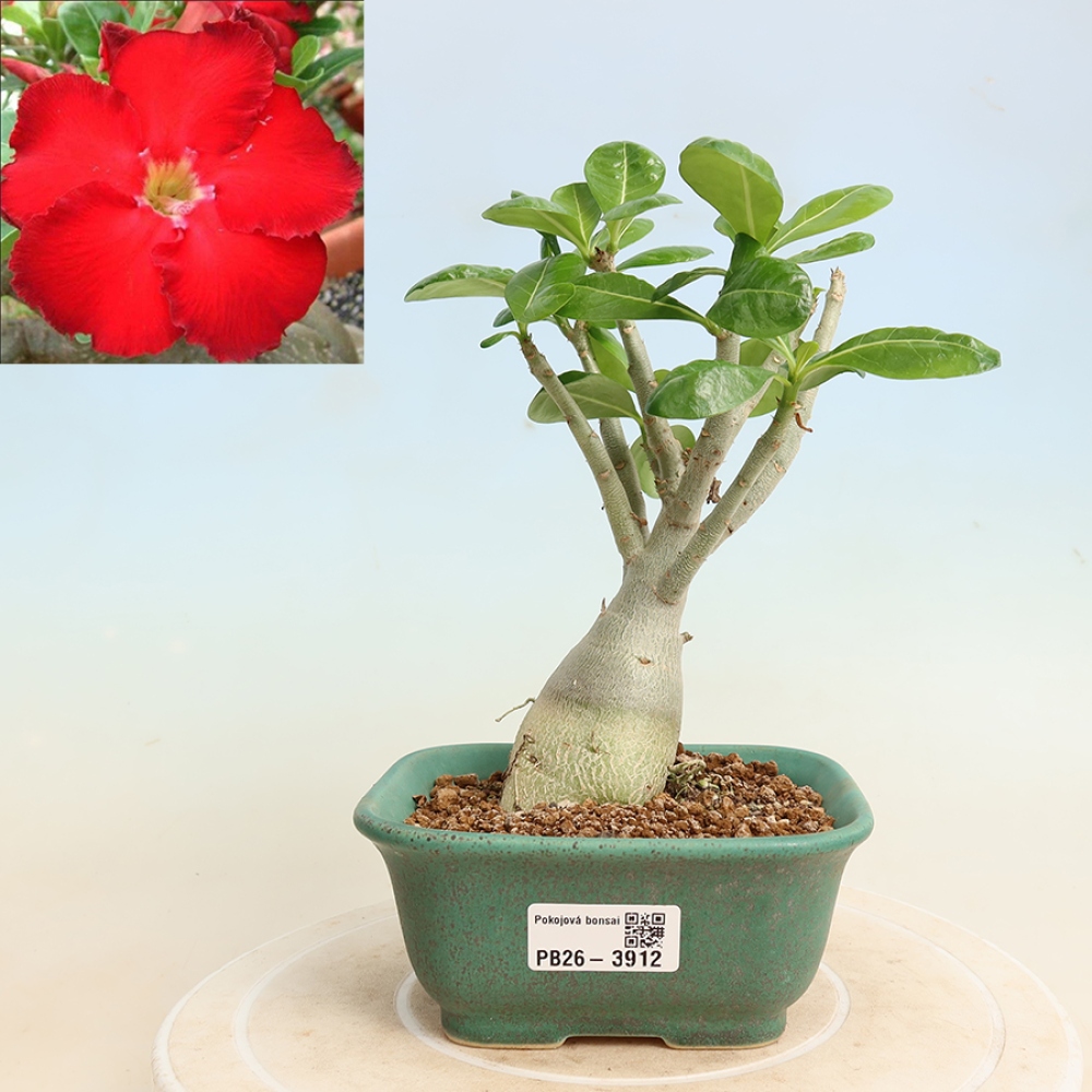 Bonsai da interno - Adenium obesum Red Star - Rosa del deserto