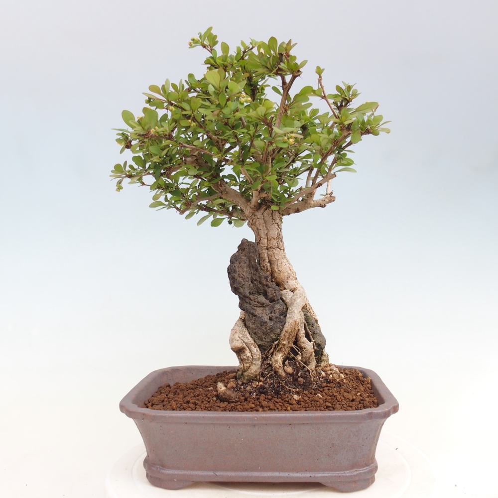 Bonsai da esterno - Berberis coreana