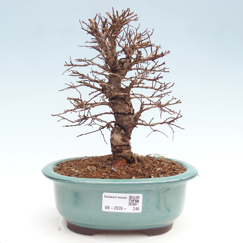 Bonsai da esterno - Zelkova - Zelkova NIRE