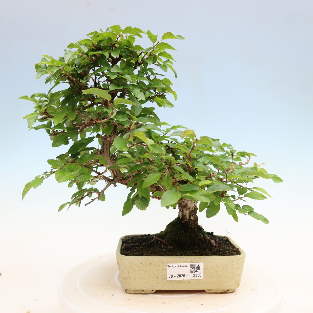 Bonsai da esterno -Carpinus Coreana - Carpino coreano