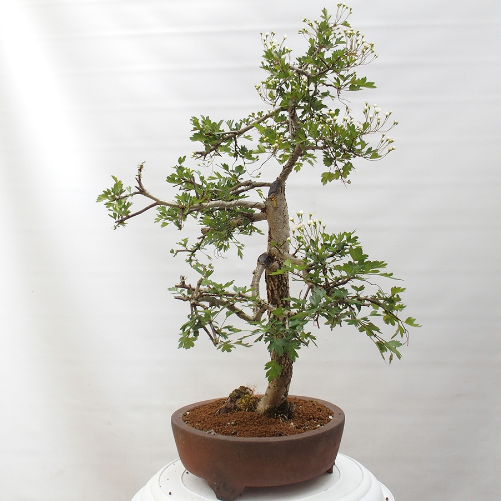 Bonsai da esterno - Biancospino - Crataegus monogyna