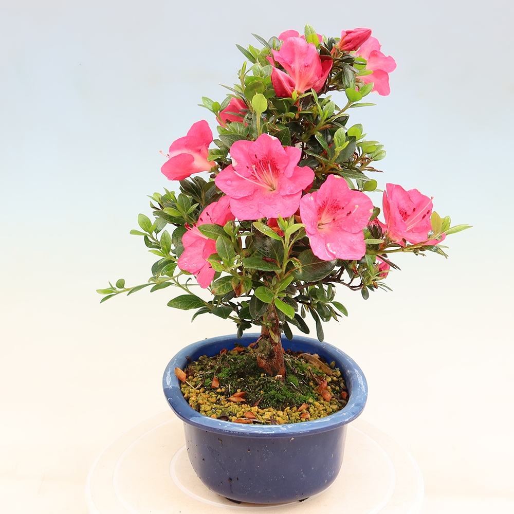 Bonsai da esterno - Azalea giapponese - Azalea Kobai