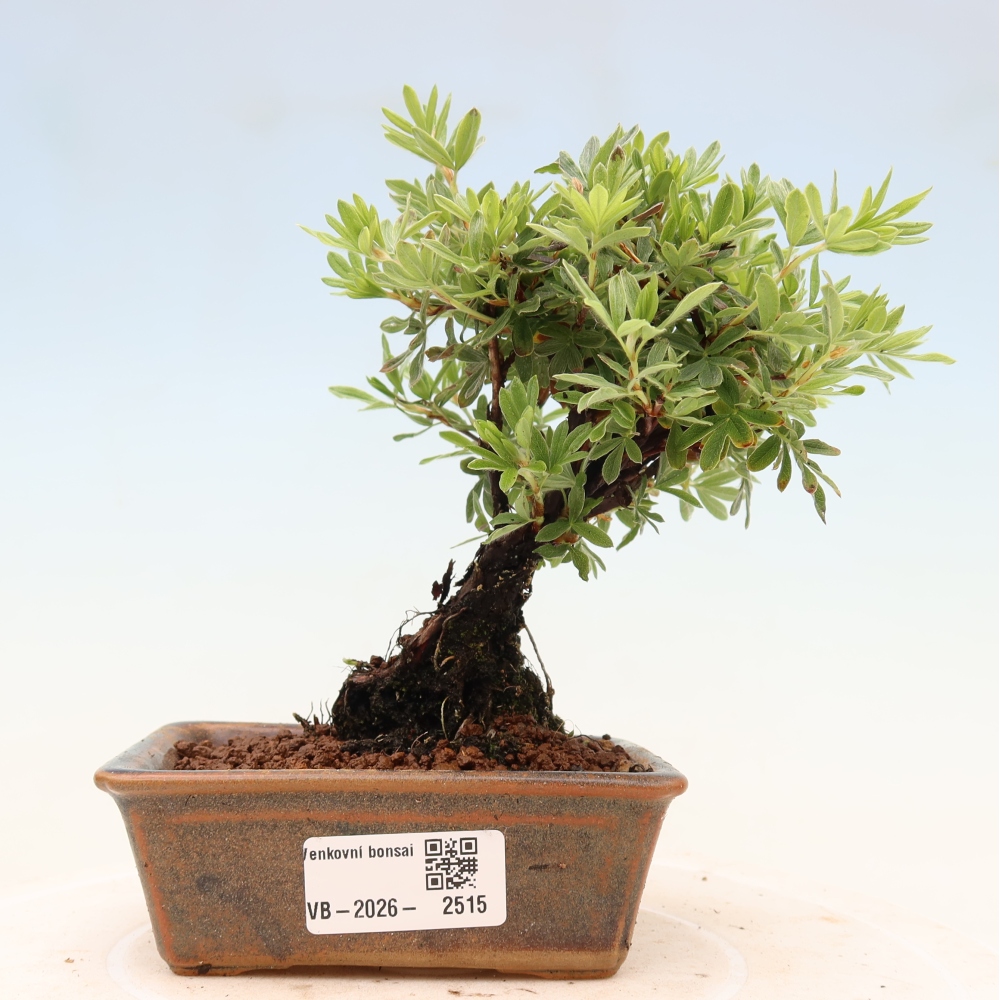 Bonsai da esterno - Potentila fruticosa