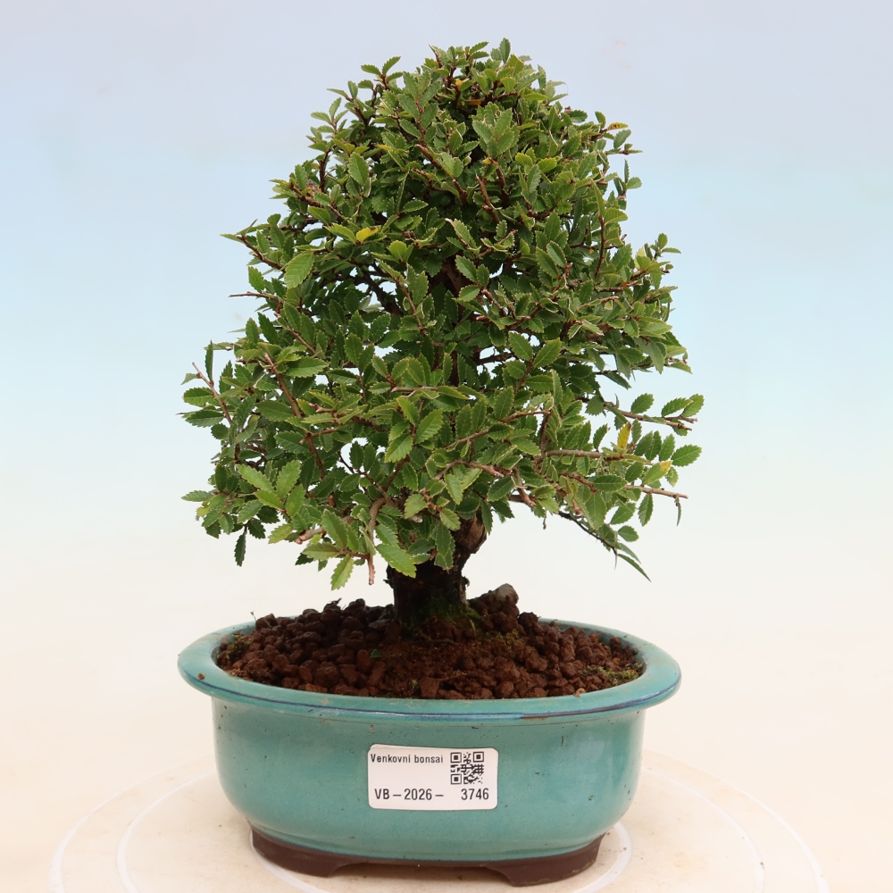Bonsai da esterno - Zelkova - Zelkova NIRE