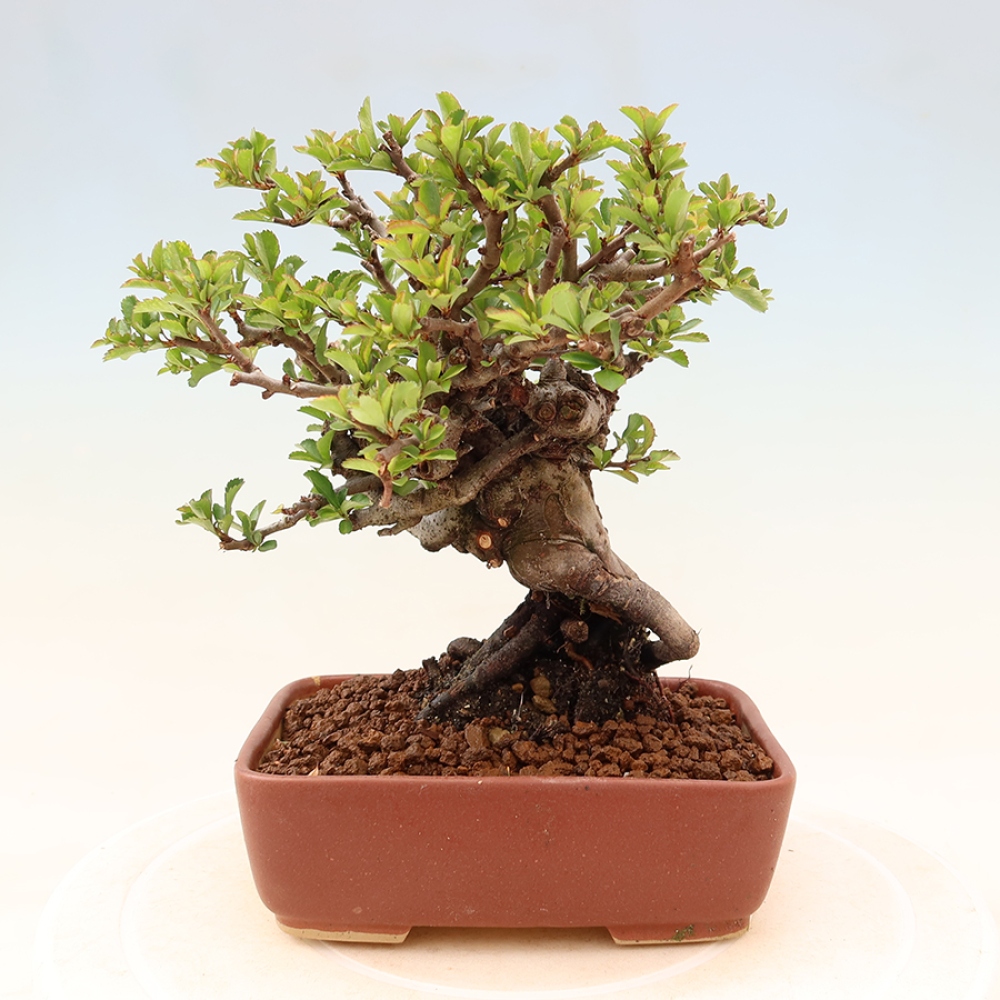 Bonsai da esterno - Chaneomeles speciosa Chojubai