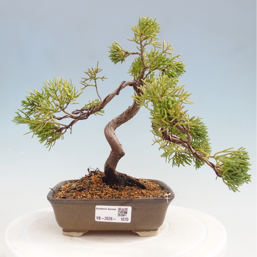 Bonsai da esterno - Juniperus chinensis Kishu