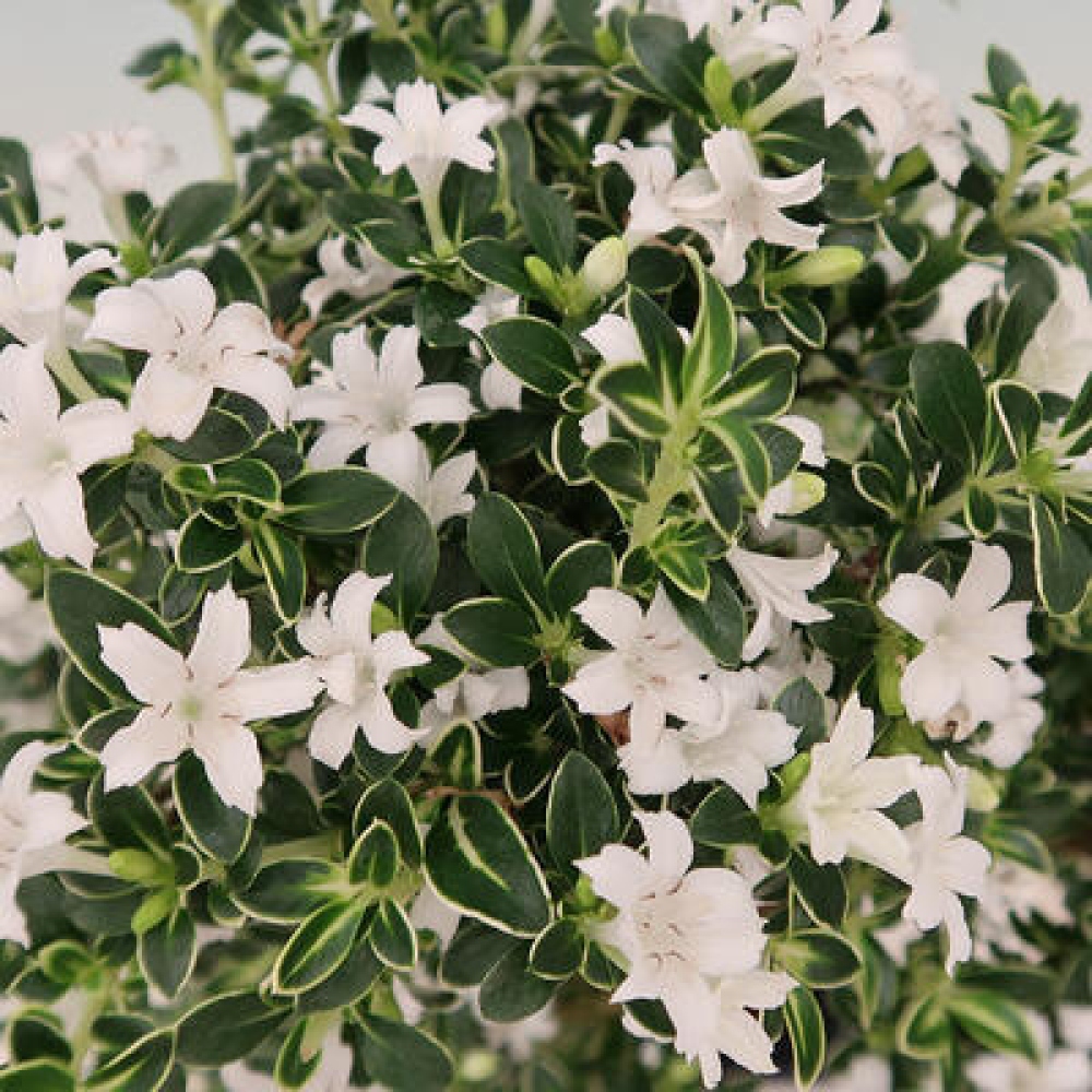 Camera bonsai - Serissa foetida Variegata - Albero delle mille stelle