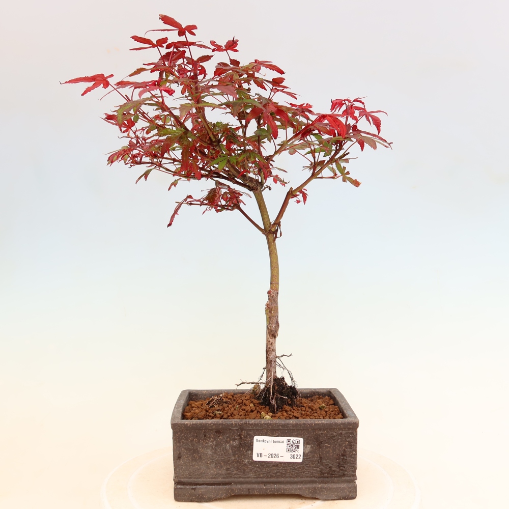 Bonsai da esterno - Acero palmatum - Acer palmatum Berry Broom 