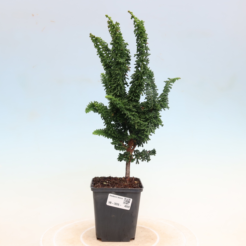 Bonsai da esterno - Cham. obtusa SEKKA HINOKI - Cipresso