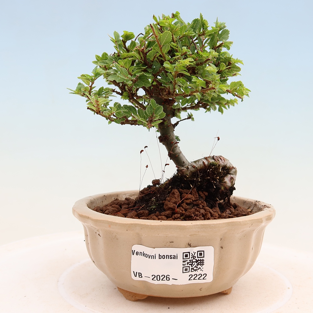 Bonsai da esterno - Ulmus parvifolia Sagei - Olmo a foglie piccole