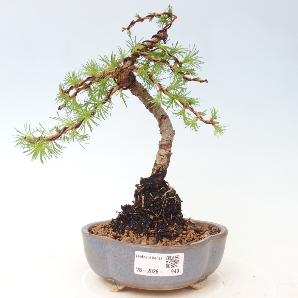 Bonsai da esterno - Larix Kaempferi - Larice giapponese