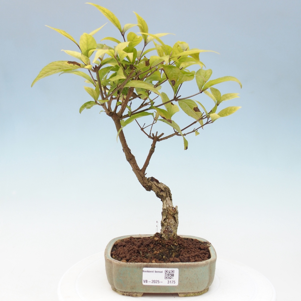 Bonsai da esterno - Callicarpa japonica