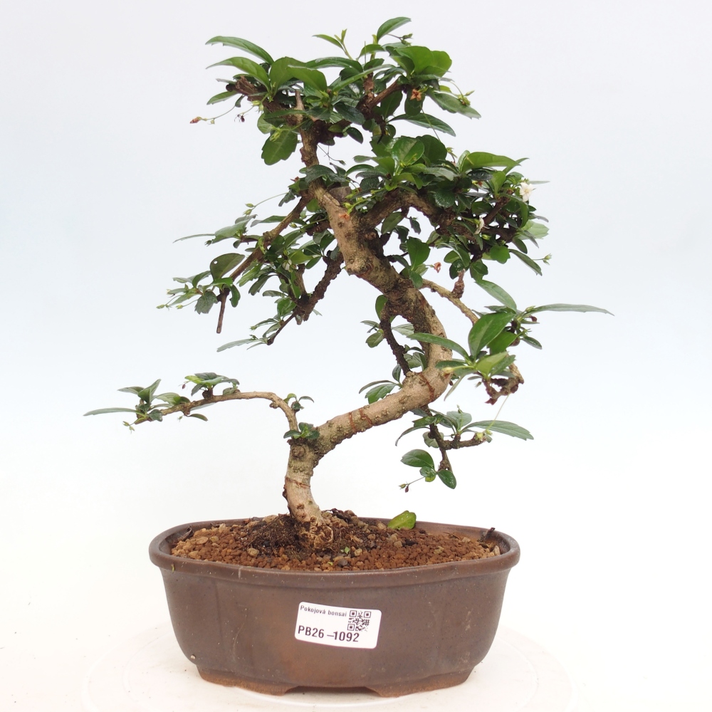Camera bonsai - Carmona macrophylla - Tea fuki