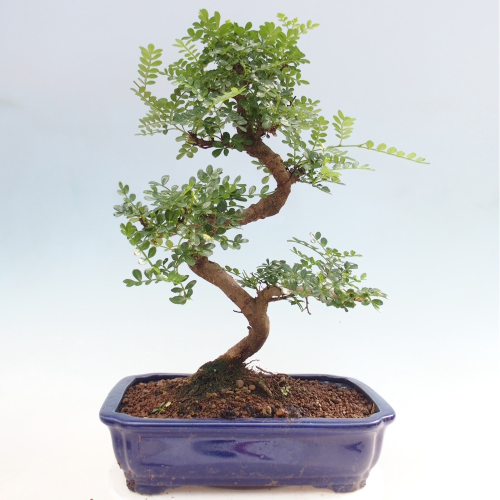 Camera bonsai - Zantoxylum piperitum - albero del pepe