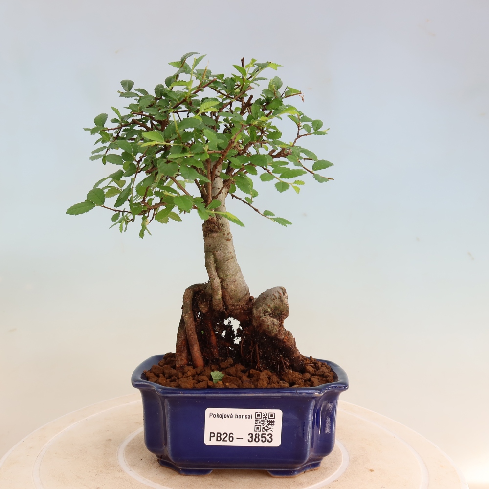 Camera bonsai - Ulmus parvifolia - Olmo a foglie piccole