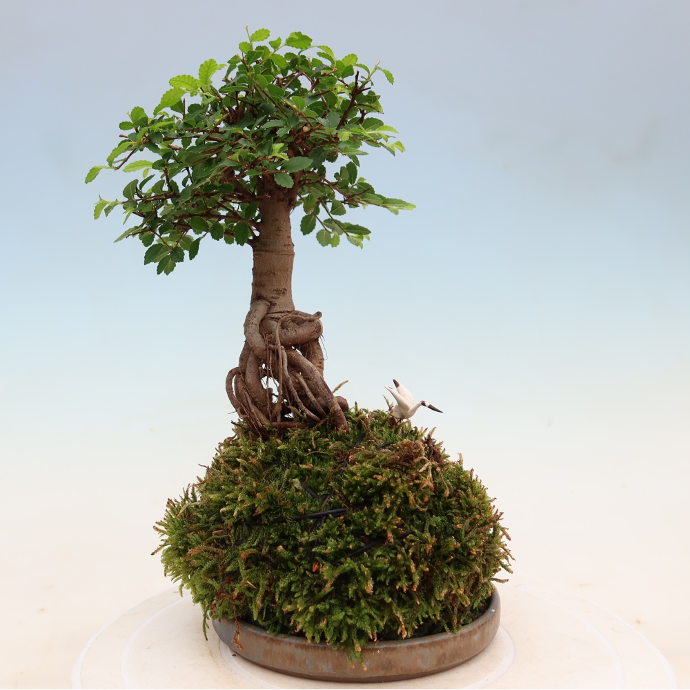 Kokedama con sottovaso - Ulmus parvifolia - olmo a foglia piccola