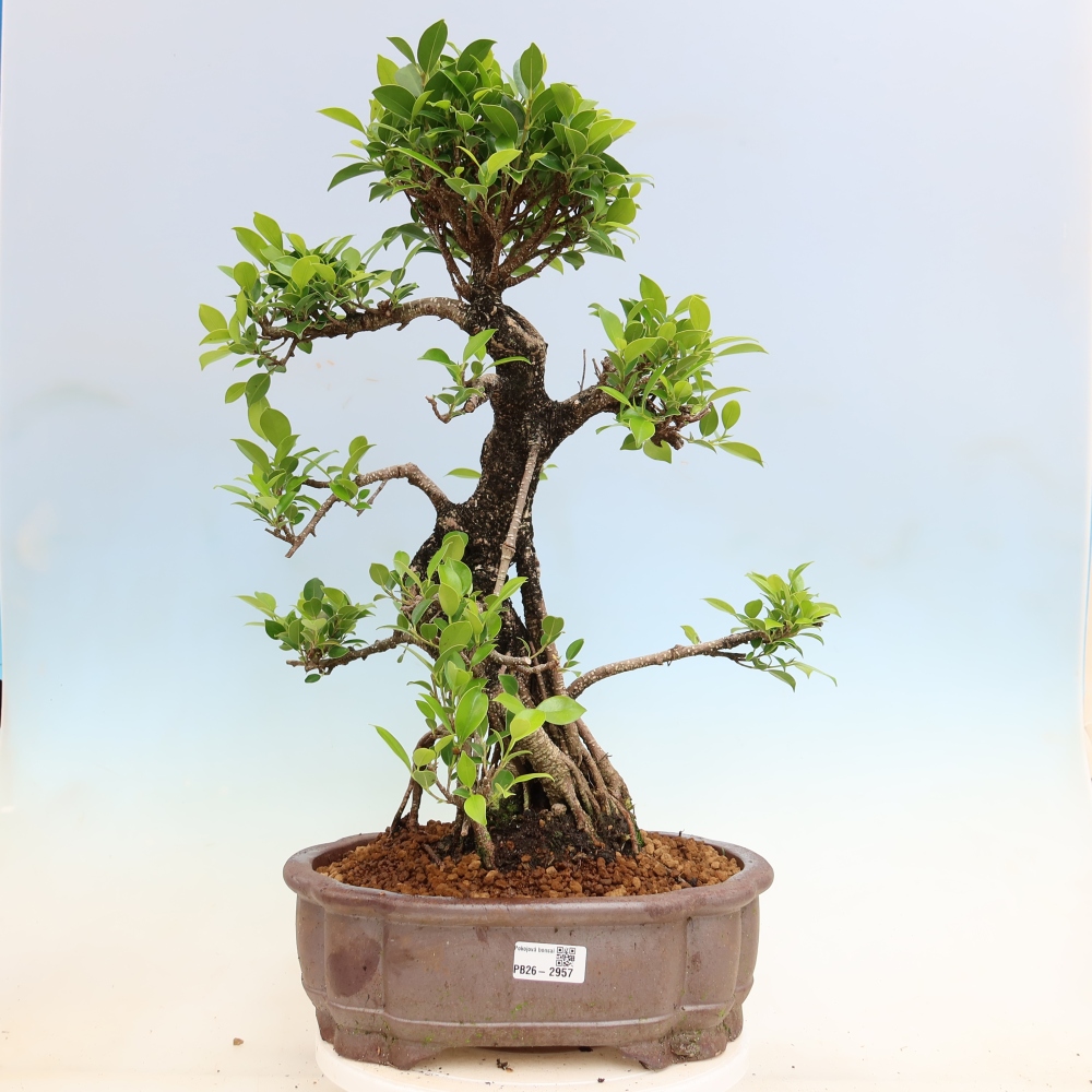 Camera bonsai - Ficus kimmen - ficus a foglie piccole