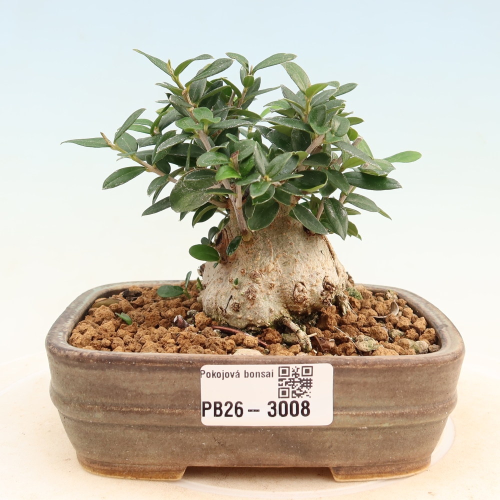 Bonsai da interno - Olea europaea sylvestris