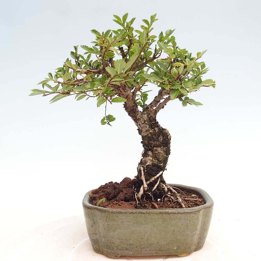 Bonsai da esterno - Zelkova - Zelkova NIRE