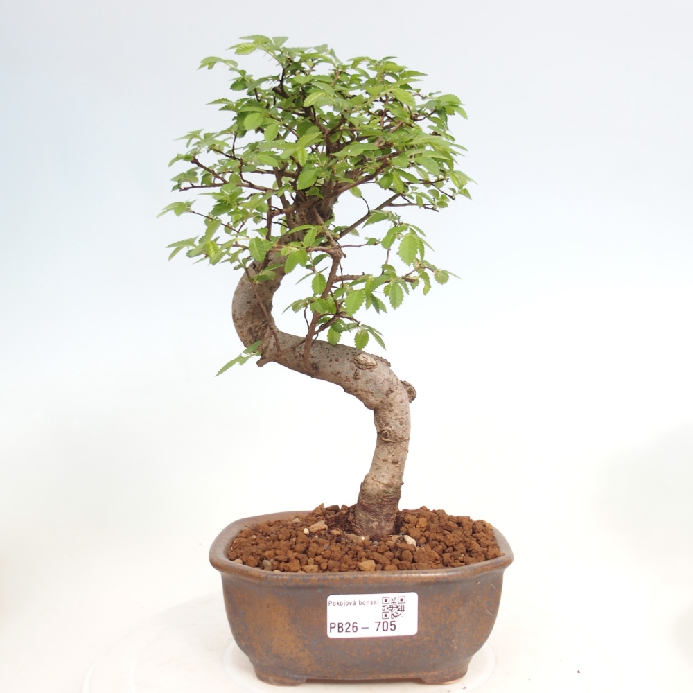 Camera bonsai - Ulmus parvifolia - Olmo a foglie piccole