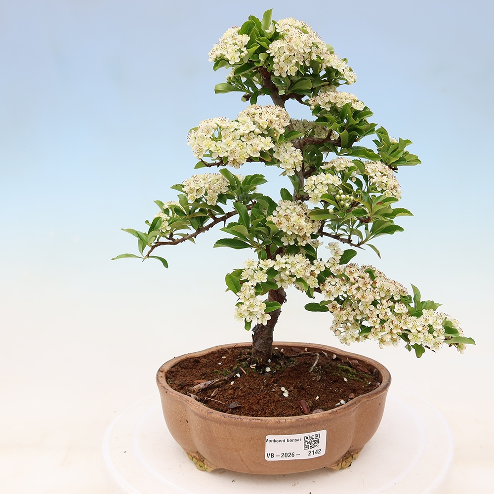 Bonsai da esterno - Pyracantha teton - Pyracantha scarlatta