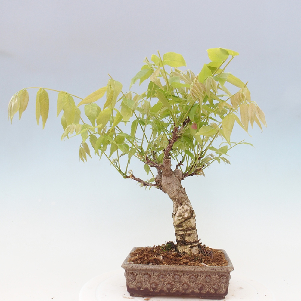 Bonsai da esterno - Glicine floribunda