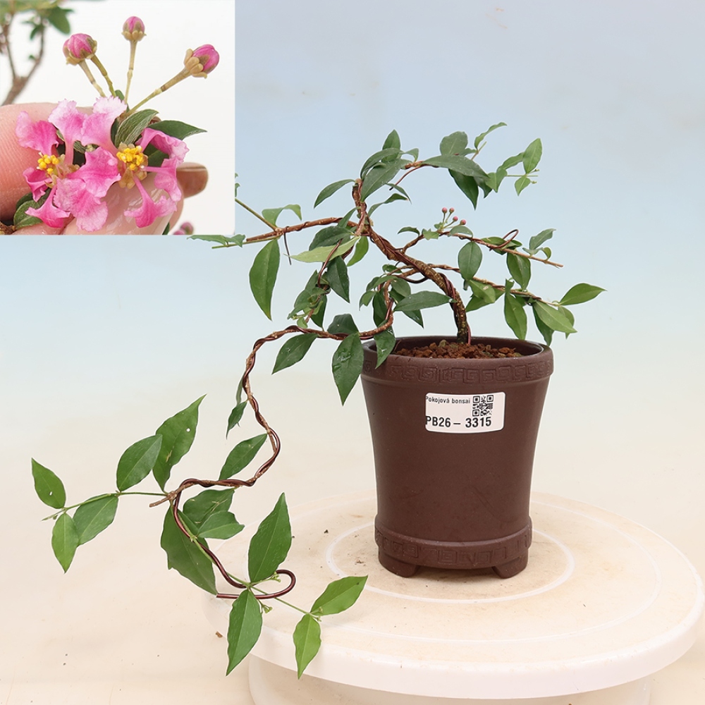 Bonsai da interno - Malpighia delle Barbados - Malpighia glabra 
