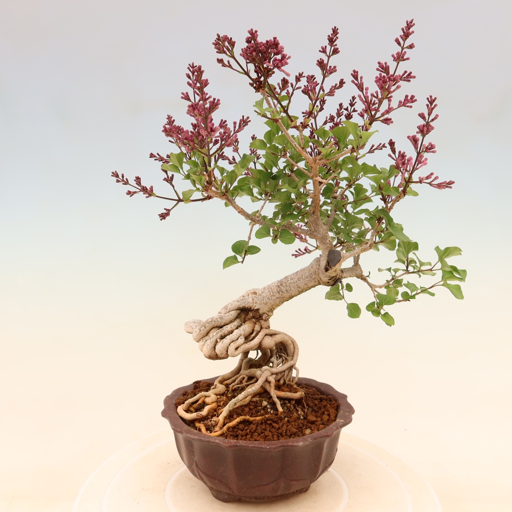 Bonsai da esterno - Syringa microphylla - lillà a fiore piccolo