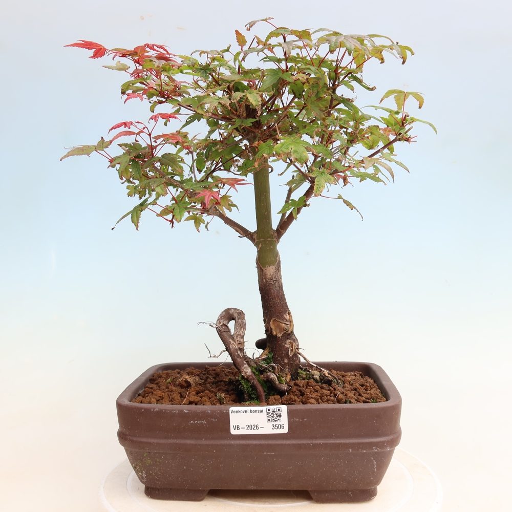 Bonsai da esterno - Acer palmatum DESHOJO
