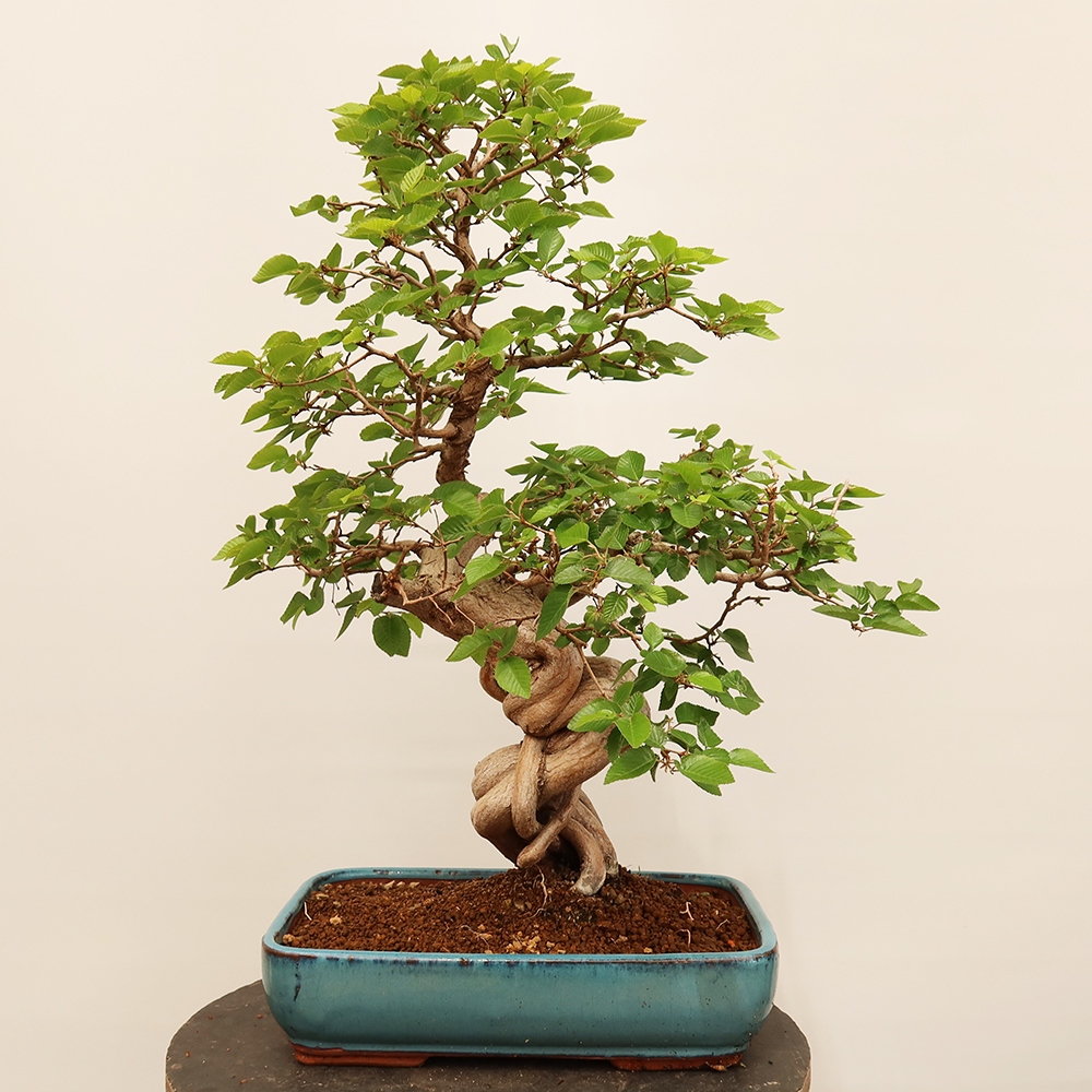 Bonsai da esterno -Carpinus Coreana - Carpino coreano