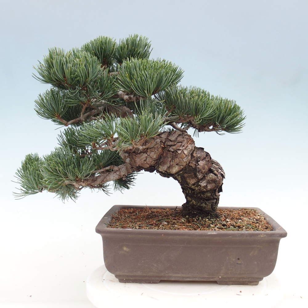 Bonsai da esterno - Pinus parviflora - Pinus parviflora