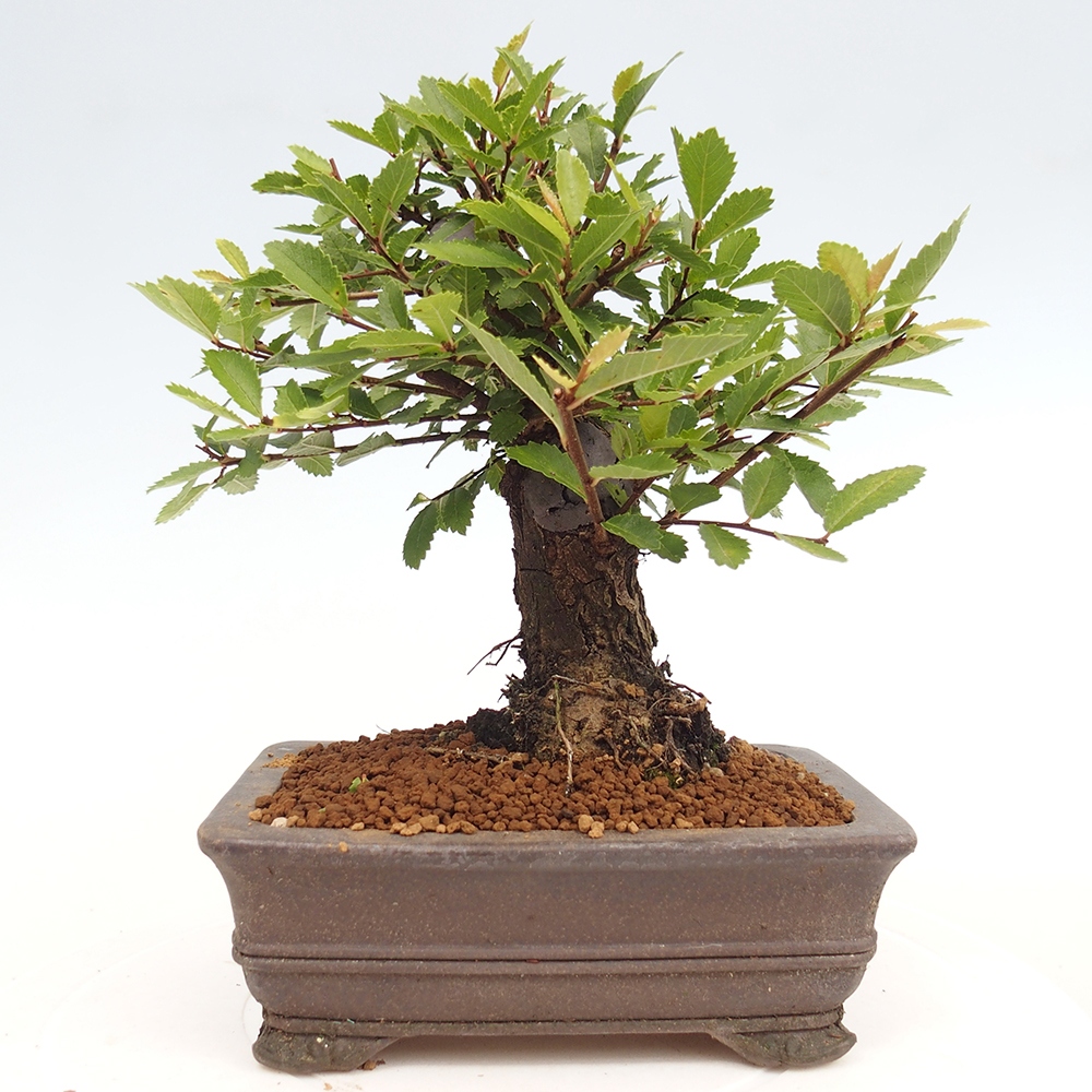 Bonsai da esterno - Zelkova - Zelkova NIRE