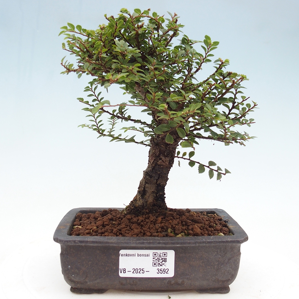 Bonsai da esterno - Ulmus parvifolia Hokkaido - Olmo cinese