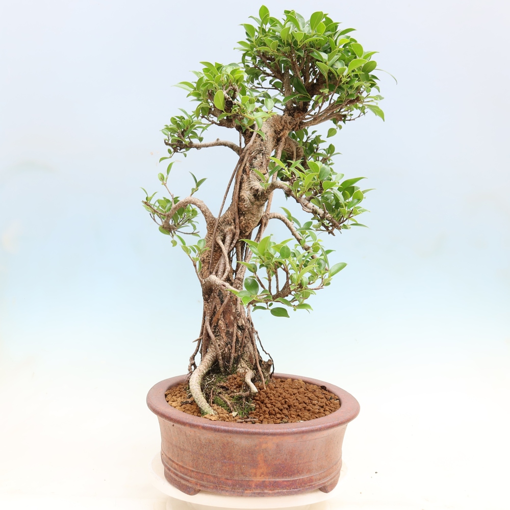 Camera bonsai - Ficus kimmen - ficus a foglie piccole